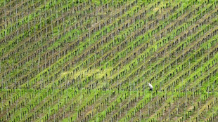 Ampel-Fraktionen einigen sich auf Entlastungen für die Landwirtschaft