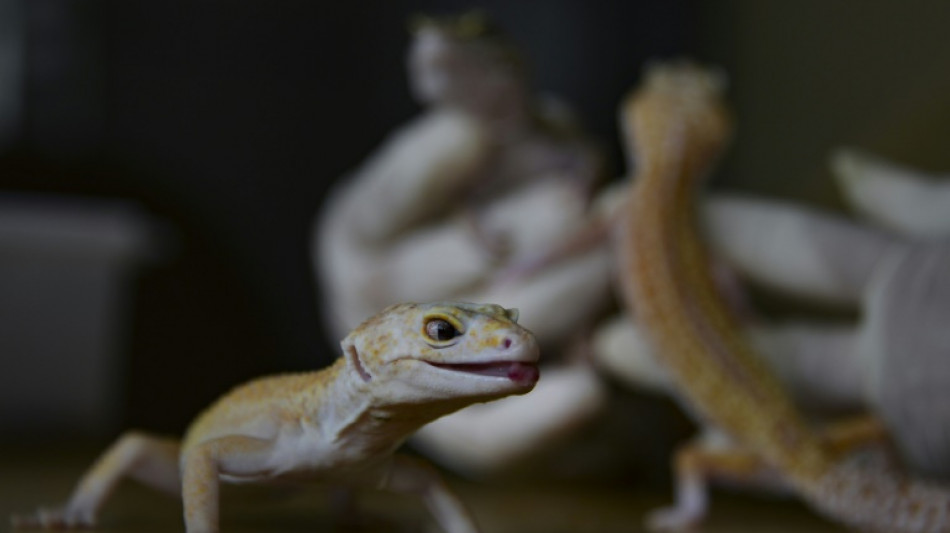 Le lézard gecko colle au mur à l'aide d'une couche de gras