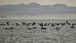 Bird flu detected in Antarctica region for first time