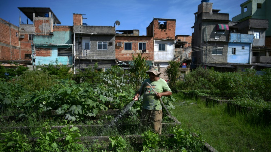 Brésil: à Rio, des potagers géants pour produire du bio en pleine ville