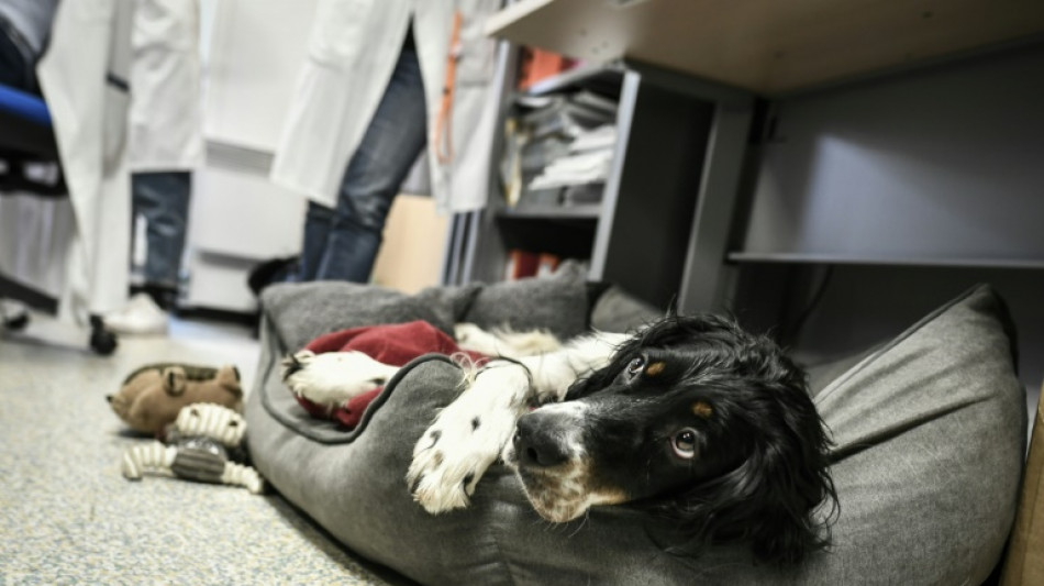 Snoopy, nouvelle recrue canine de l'Institut Curie, ravit patients et soignants