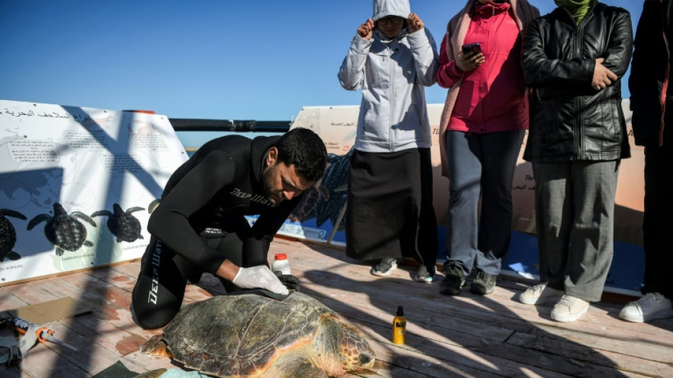 Túnez pone en marcha un hospital flotante para proteger a sus tortugas