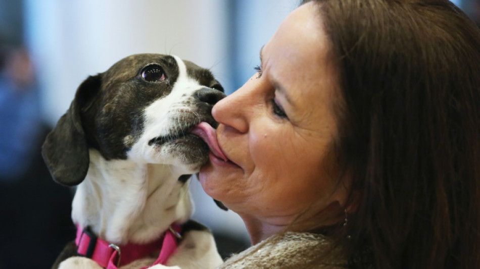 Einnahmen aus Hundesteuer steigen auf neuen Rekordwert