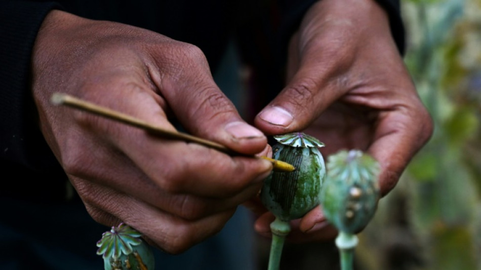 Myanmar opium farming booming after coup: UN