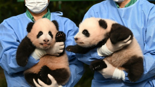 'Cuter in real life': South Korea names its twin panda 'treasures'