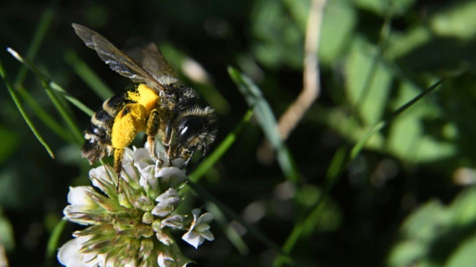 EU-Gericht: Verlängerte Genehmigung für Insektizid Cypermethrin nicht überprüfen