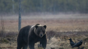 Bär tötet Schafe im bayerischen Landkreis Rosenheim