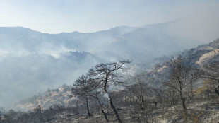 Forest fires in Turkey under control: minister