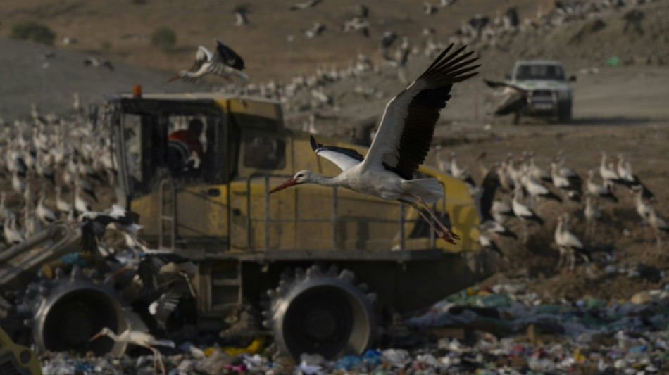 Storks give up migrating to live on landfill in Spain