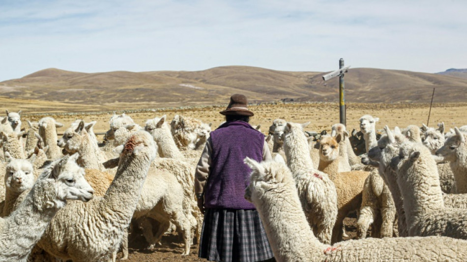 Sequía en Andes peruanos provoca muerte de alpacas y obliga a declarar emergencia