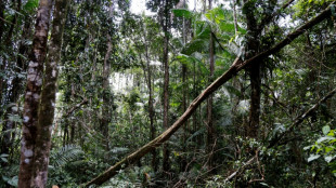 Market-based schemes not reducing deforestation, poverty: report