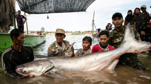 Six poissons-chats géants rares font surface au Cambodge