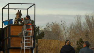 'Lonely' giraffe in Mexico begins long journey to new home