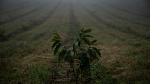 For blight-ridden American chestnut tree, rebirth may be in offing 