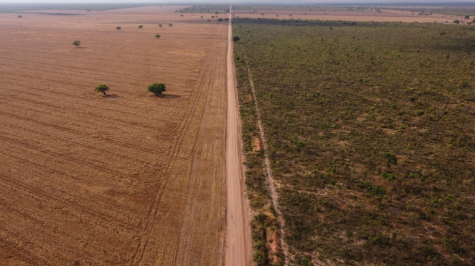 Carrera por salvar la Amazonía deja de lado al Cerrado, la crucial sabana brasileña