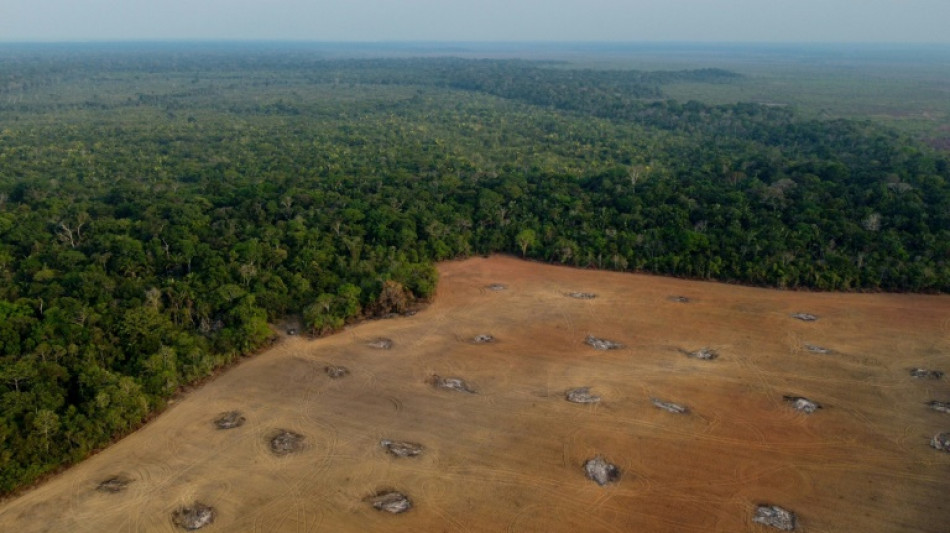 Deforestación en Amazonía brasileña cae 66% en julio, temporada alta de tala