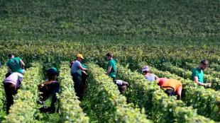 Les intempéries ramènent les vendanges françaises 2024 à des niveaux historiquement bas