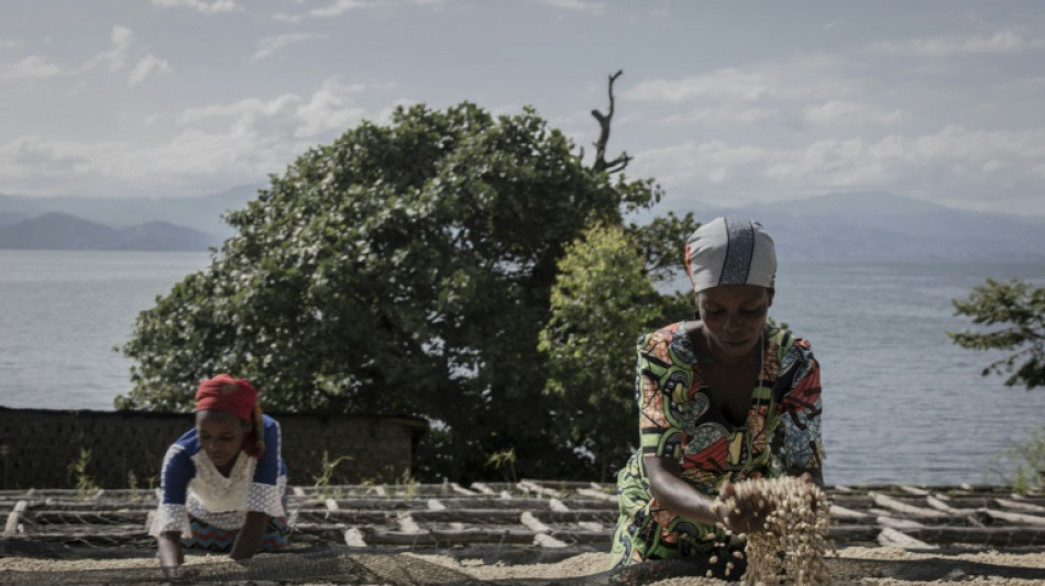 RD Congo: sur l'île d'Idjwi, l'arabica du Kivu au féminin