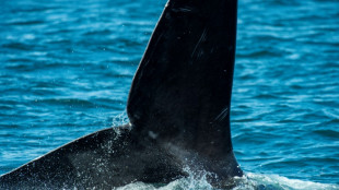 Léger rebond de la population d'une espèce de baleine très menacée