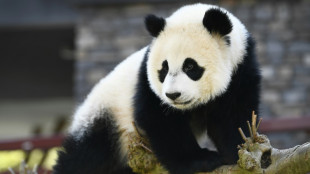 Pays-Bas: un panda de 2 ans s'avère être une femelle, et non un mâle