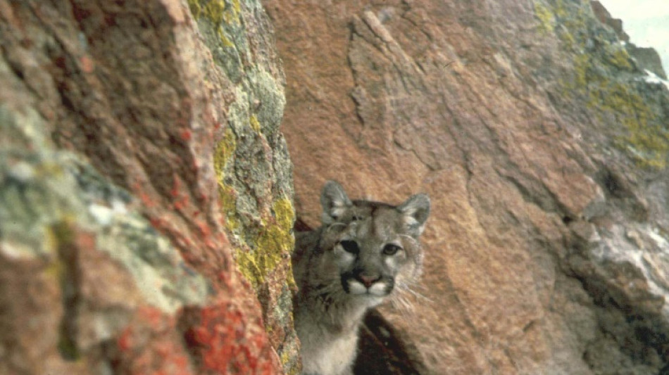 Une Américaine de 9 ans survit à une très rare attaque de puma