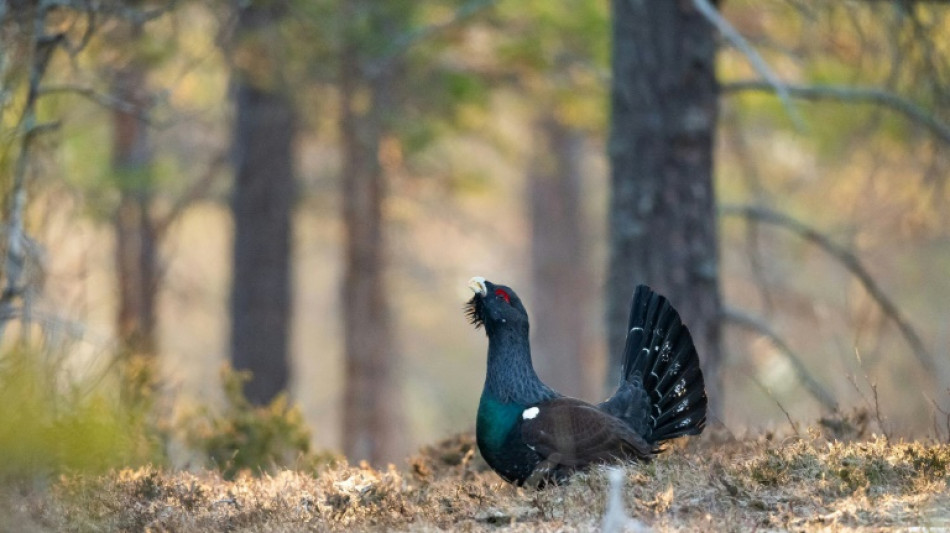 Le trépas annoncé du grand tétras dans les Vosges