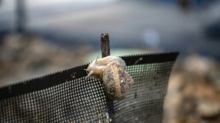 Japan's escargot entrepreneur achieves the 'impossible'