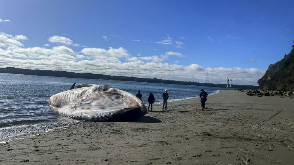 Un inmensa ballena azul, varada en una playa del sur de Chile