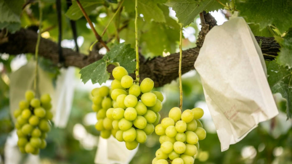 Les raisins de la colère: le Japon peine à protéger ses fruits de copies chinoises