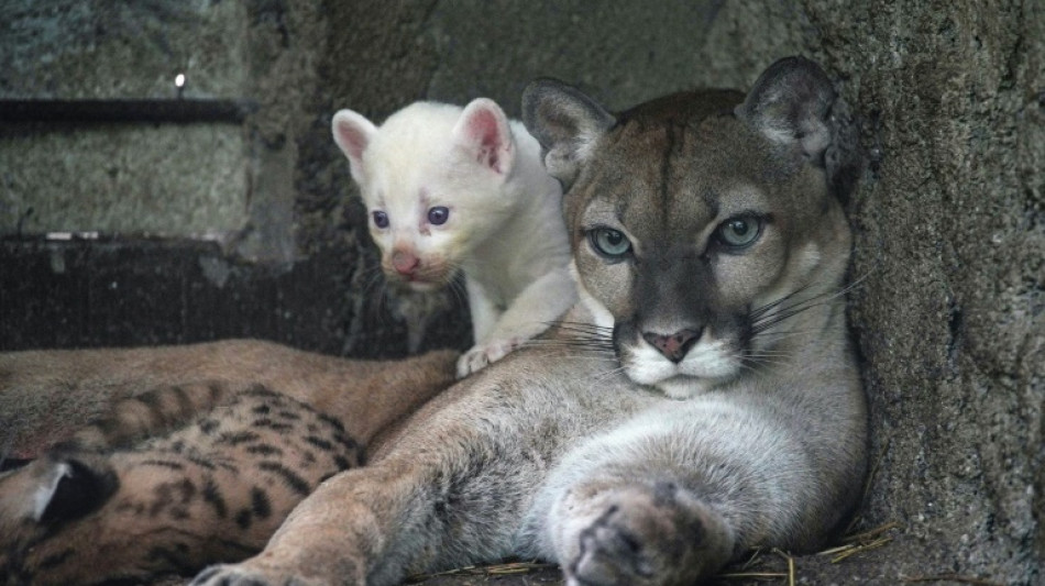 Un raro ejemplar de puma albino nace en zoológico de Nicaragua