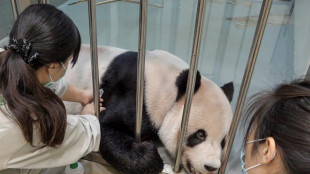 Taiwan invites Chinese veterinary experts as beloved panda nears death