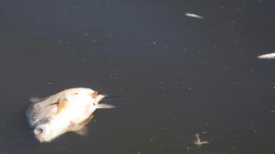 Bislang 300 Tonnen tote Fische aus der Oder geholt