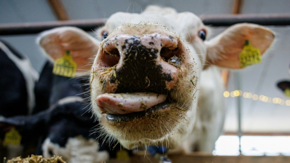 Zahl der Landwirtschaftsbetriebe seit 2020 um 7800 geschrumpft