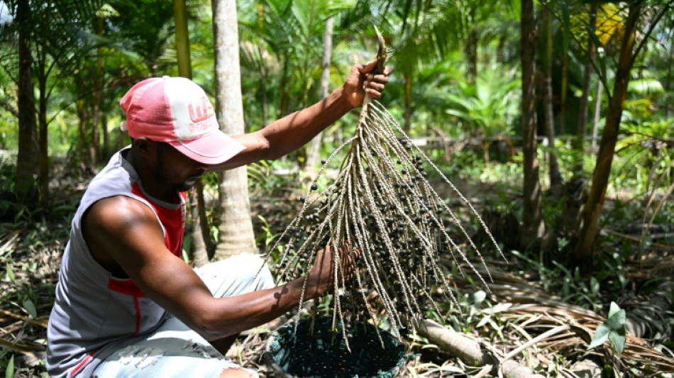 'Boom' do açaí, uma ameaça para a Amazônia