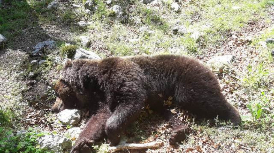 Trovato morto l'orso investito in Abruzzo