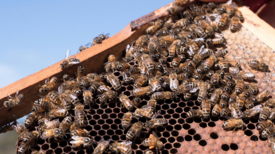 Australie: les abeilles menacées par le parasite Varroa