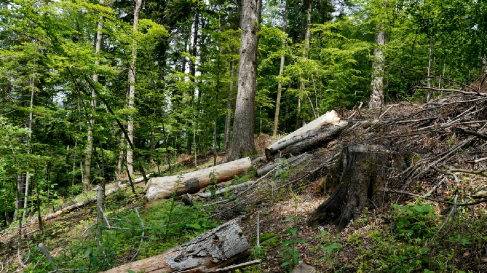 Dans les Carpates, protéger les forêts, traquer les pilleurs