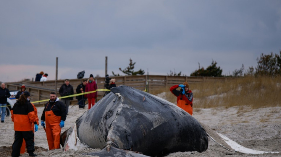 El excremento de ballena ayuda a mitigar el cambio climático