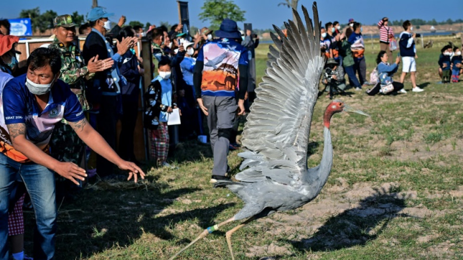 Fly away home: rare Eastern Sarus cranes released in Thailand