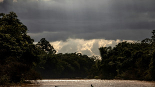 'Patrol' film exposes Nicaragua forest threat from beef industry