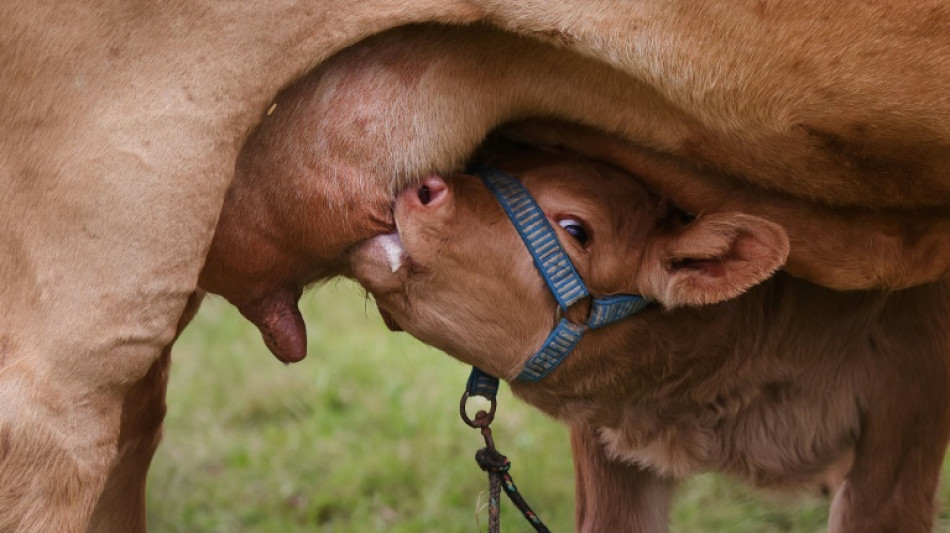 Anstieg der Erzeugerpreise für landwirtschaftliche Produkte im Juli etwas schwächer