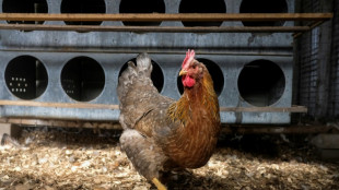 Las gallinas se sonrojan según sus emociones, apunta un estudio