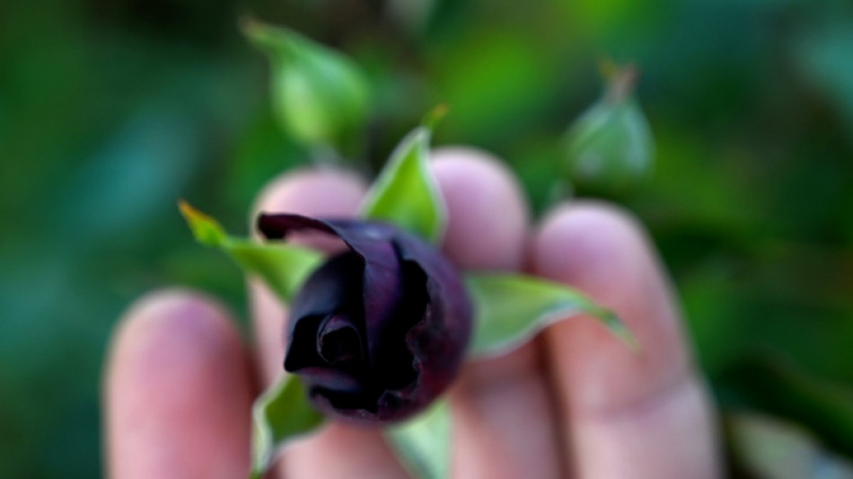 Turkey black rose producers chase sweet smell of success