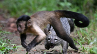 Repentant ranchers rescuing Colombian wildlife