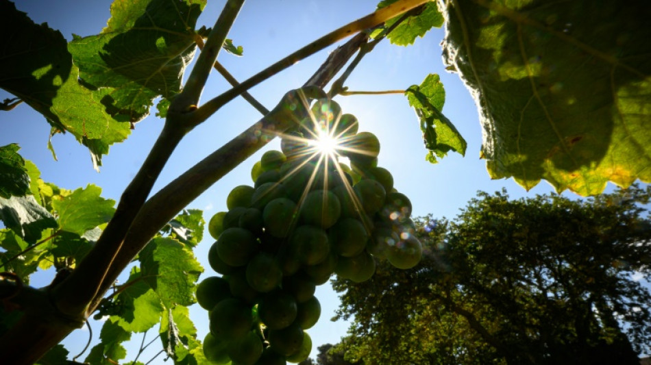 200 Millionen Euro für Vernichtung von überschüssigem französischen Wein