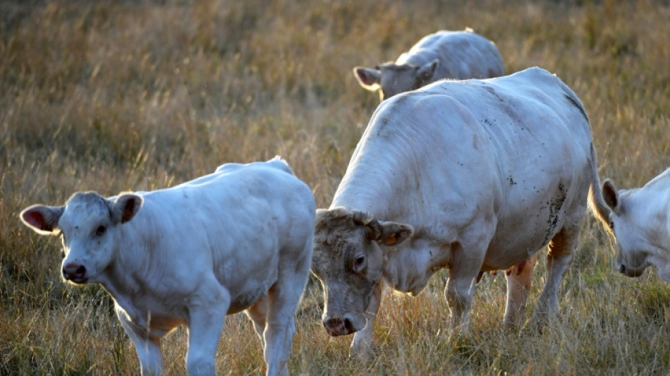 Agricultores de Europa y Sudamérica, dos mundos alejados ante un mismo acuerdo