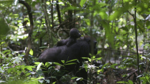 Pour les gorilles du Gabon, le cercle vertueux protection, étude, tourisme