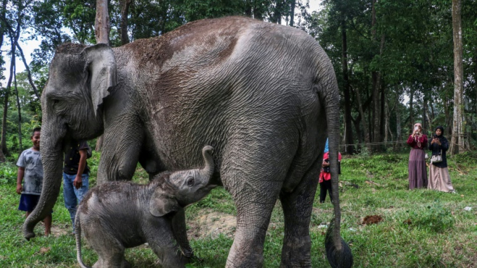 Nace en Indonesia elefanta de Sumatra, en grave peligro de extinción