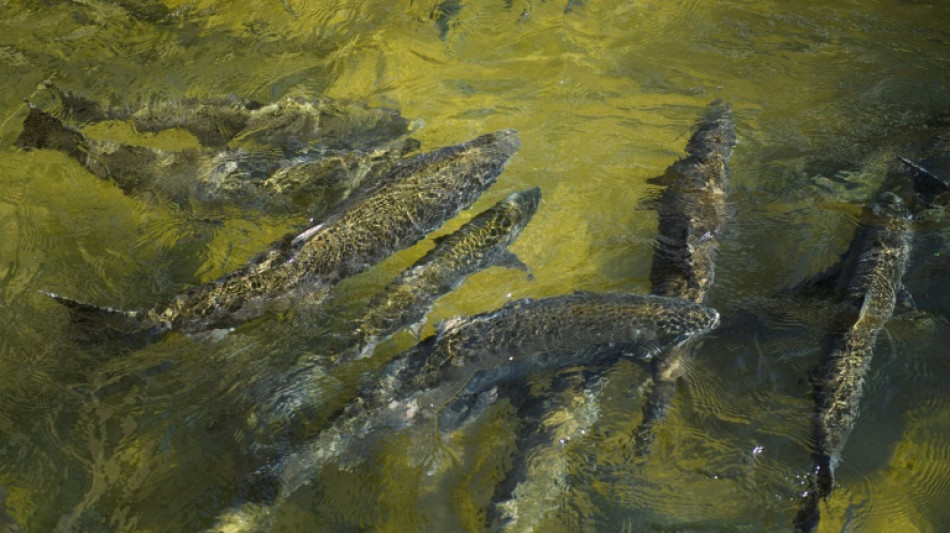 Sequía veda la lucrativa temporada de salmón en California