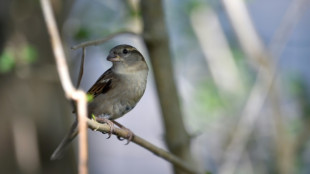 Pourquoi les oiseaux arrivent à dormir debout